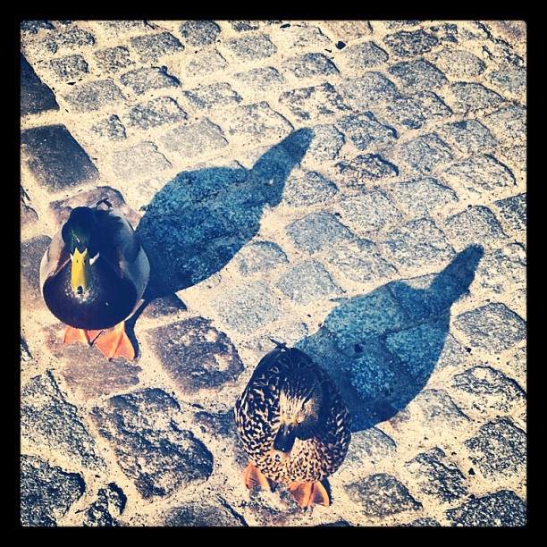 Two ducks on a sidewalk